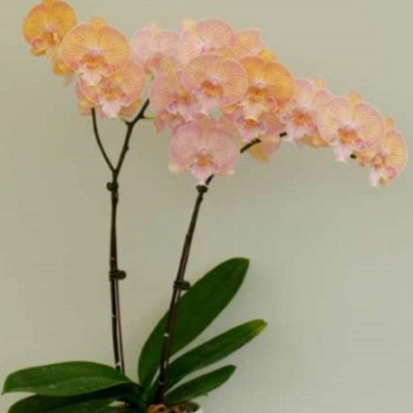 173528017880-Phal.%20Ultimate%20Shine%20%E8%8A%B13.jpg