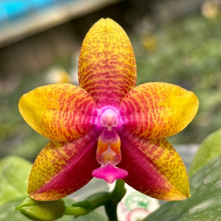 173528340068-Phal.%20Meidarland%20Kaiulani%20'Cherish'%20%E8%8A%B11.jpg