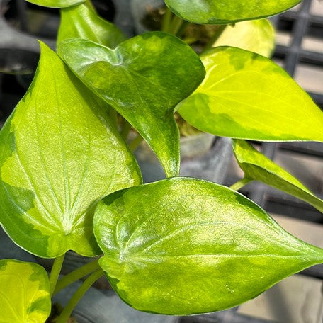 173529256529-Alocasia%20Cucullata%20Banana%20Split%20%E8%8A%B13.jpg