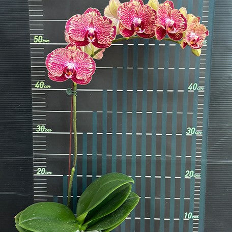 173529327226-Phal.%20I-Hsin%20Picture%20'292'%20%E8%8A%B15.jpg