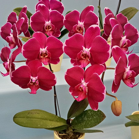 173529351913-Phal.%20DO%20Black%20Lady%20%E8%8A%B14.jpg