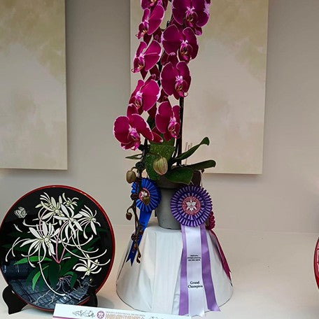 173529351920-Phal.%20DO%20Black%20Lady%20%E8%8A%B12.jpg