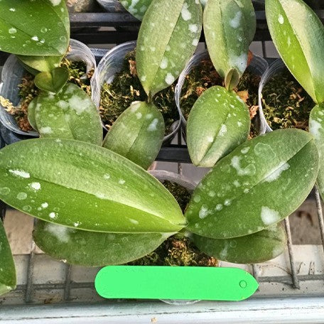 173555077831-Phal.%20Miki%20White%20Peach%20'89'%20%E6%A4%8D%E6%A0%AA2.5''2.jpg