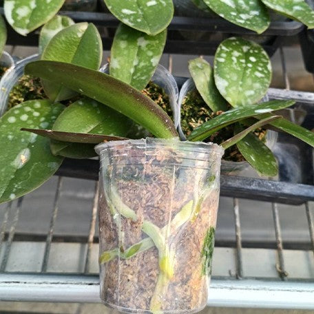 173555077890-Phal.%20Miki%20White%20Peach%20'89'%20%E6%A4%8D%E6%A0%AA2.5''1.jpg