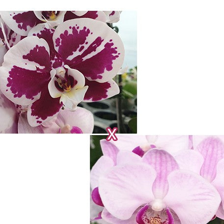 173562364220-Phal.%20Charming%20Coral%20(peloric%20-%202%20eyes)%20%C3%97%20Miki%20Cotton%20Candy%20'146'%20%E8%8A%B11.jpg