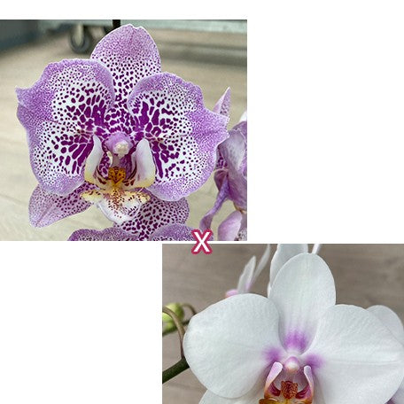 173563200486-Phal.%20Sogo%20Diamond%20'HLW'%20%C3%97%20Miki%20Smile%20'1332'%20%E8%8A%B11.jpg