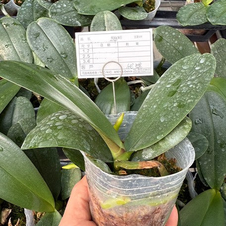 173586642542-Phal.%20Noble%20Moon%20%E6%A4%8D%E6%A0%AA2.5''1.jpg