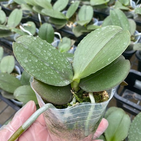 173588295649-Phal.%20Sogo%20Meili%20%E6%A4%8D%E6%A0%AA2.5''1.jpg