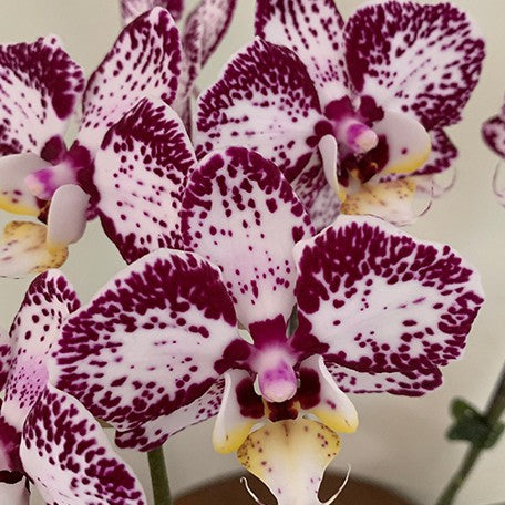 173588606288-Phal.%20Painted%20Face%20%E8%8A%B11.jpg