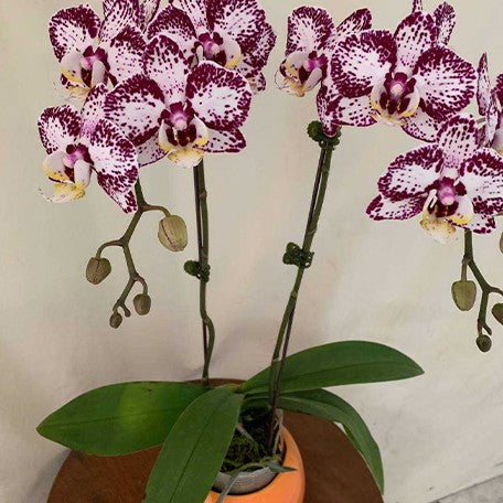 173588606296-Phal.%20Painted%20Face%20%E8%8A%B12.jpg