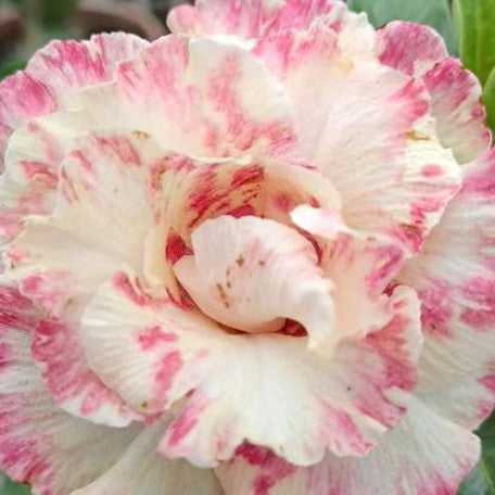 173588802294-Adenium%20obesum%20'Ice'%20%E8%8A%B11.jpg