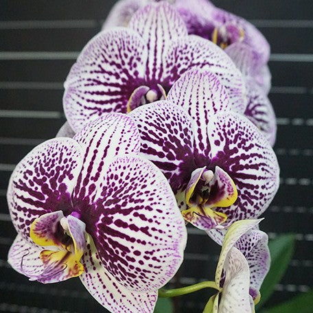 173589412053-Phal.%20Miki%20Radiation%20'1422'%20%E8%8A%B12.jpg