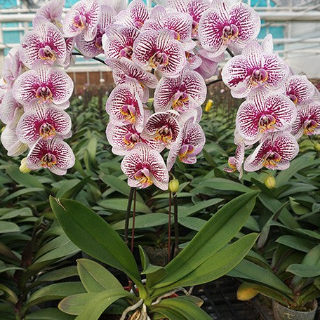 173589412054-Phal.%20Miki%20Radiation%20'1422'%20%E8%8A%B13.jpg