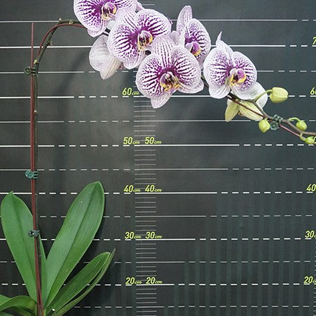 173589412093-Phal.%20Miki%20Radiation%20'1422'%20%E8%8A%B14.jpg