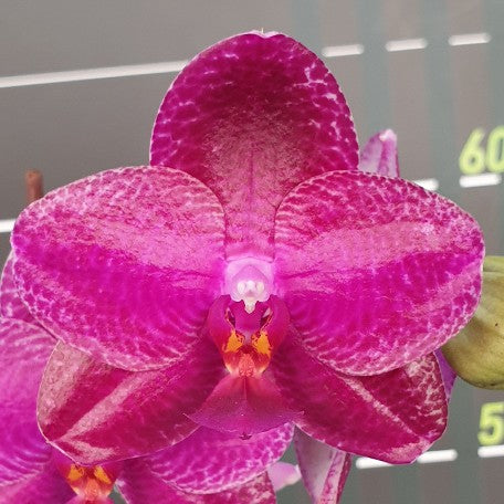 173589431530-Phal.%20Sentra%20%C3%97%20Black%20Eagle%20%E8%8A%B11.jpg