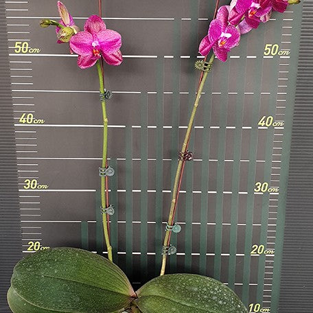 173589431577-Phal.%20Sentra%20%C3%97%20Black%20Eagle%20%E8%8A%B14.jpg
