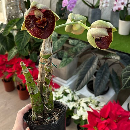 173589609668-Catasetum%20Orchidglade%20'Jack%20of%20Diamond'%20%E8%8A%B13.jpg