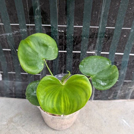 173612294629-Philodendron%20grazielae%20%E6%A4%8D%E6%A0%AA2.5''2.jpg