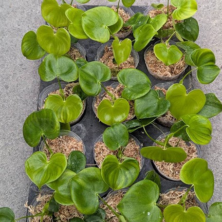 173612294670-Philodendron%20grazielae%20%E6%A4%8D%E6%A0%AA2.5''3.jpg