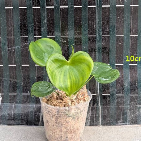 173612294697-Philodendron%20grazielae%20%E6%A4%8D%E6%A0%AA2.5''1.jpg