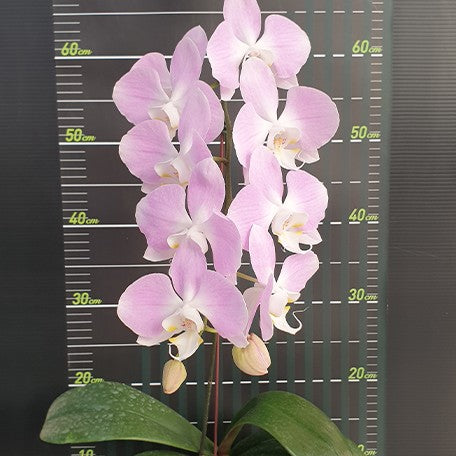 173615476123-Phal.%20sanderiana%20%C3%97%20sib%20(silver%20leaves)%20%E8%8A%B13.jpg