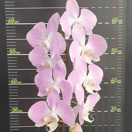 173615476151-Phal.%20sanderiana%20%C3%97%20sib%20(silver%20leaves)%20%E8%8A%B12.jpg