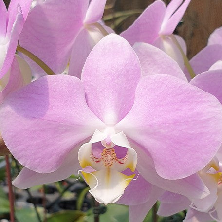 173615476180-Phal.%20sanderiana%20%C3%97%20sib%20(silver%20leaves)%20%E8%8A%B11.jpg