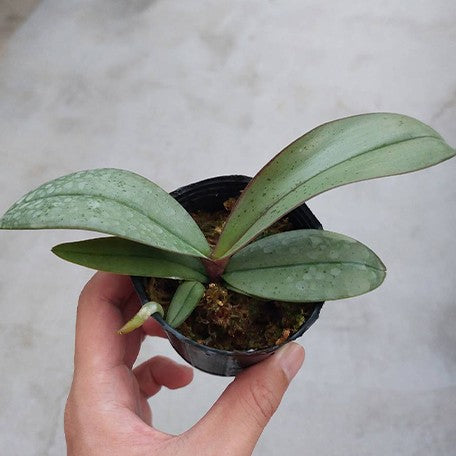 173615478680-Phal.%20sanderiana%20%C3%97%20sib%20(silver%20leaves)%20%E6%A4%8D%E6%A0%AA2.5''1.jpg