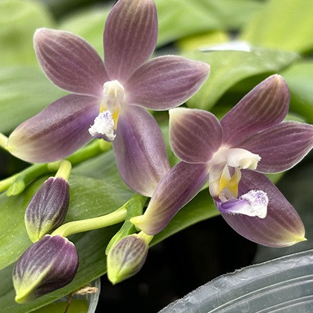 173621810277-Phal.%20speciosa%20'Super%20Purple'%20%E8%8A%B12.jpg