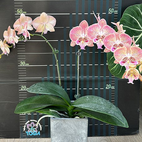 Phalaenopsis Harck Peony 2.5