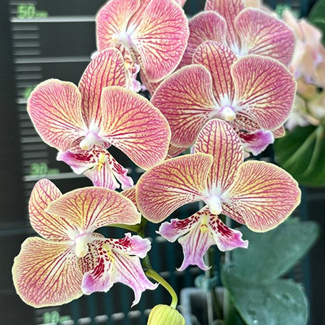 Phalaenopsis Harck Peony 2.5