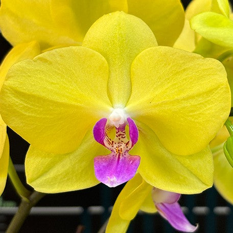 173622756533-Phal.%20Sweet%20Princess%20%E8%8A%B11.jpg