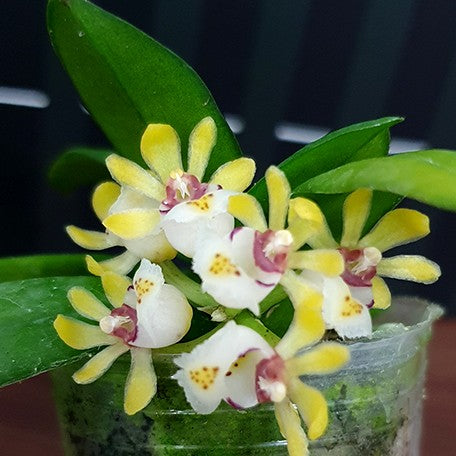 173622975919-Gastrochilus%20japonicus%20%C3%97%20sib%20%E8%8A%B12.jpg