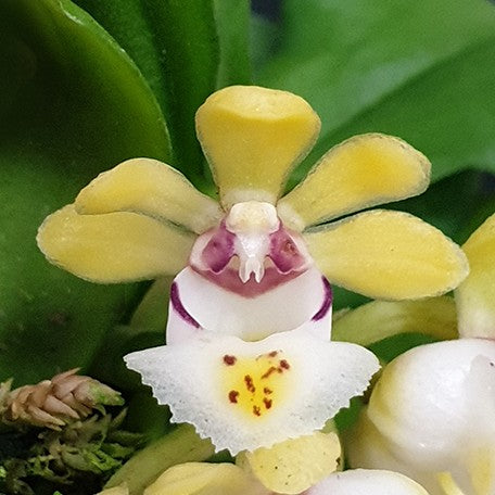 173622975965-Gastrochilus%20japonicus%20%C3%97%20sib%20%E8%8A%B11.jpg