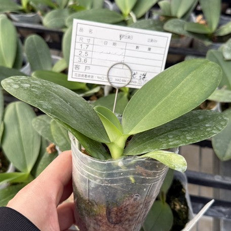 173631339336-Phal.%20Miki%20Golden%20Sand%20'Baby%20MXS02'%20%E6%A4%8D%E6%A0%AA2.5''1.jpg