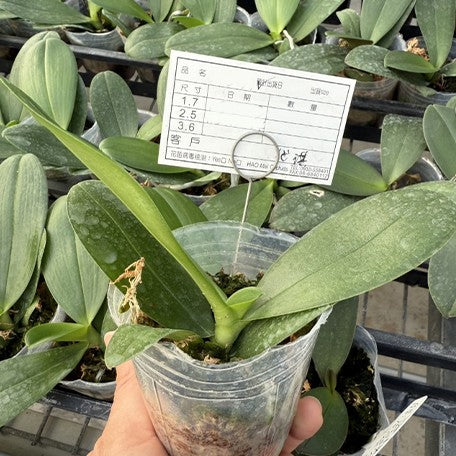 173631339377-Phal.%20Miki%20Golden%20Sand%20'Baby%20MXS02'%20%E6%A4%8D%E6%A0%AA2.5''2.jpg