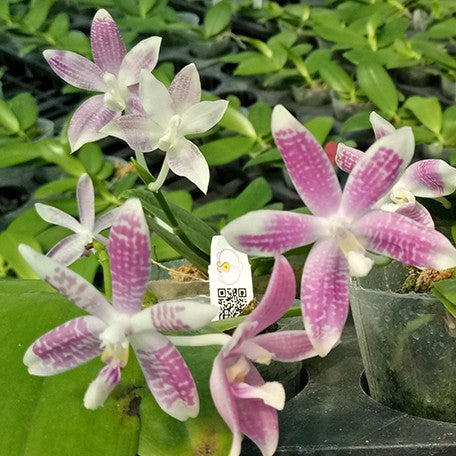 173632828523-Phal.%20speciosa%20'Plaid'%20%C3%97%20sib%20%E8%8A%B13.jpg