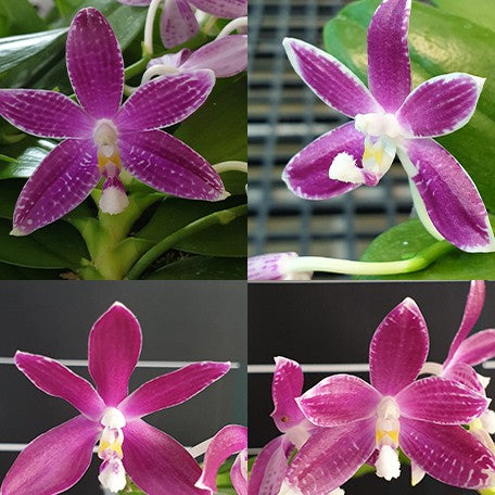 173632828550-Phal.%20speciosa%20'Plaid'%20%C3%97%20sib%20%E8%8A%B11.jpg
