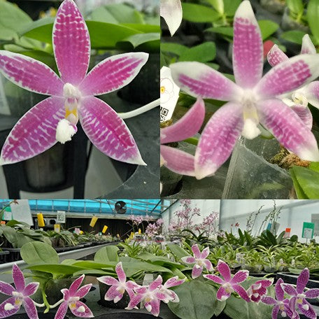 173632828565-Phal.%20speciosa%20'Plaid'%20%C3%97%20sib%20%E8%8A%B12.jpg