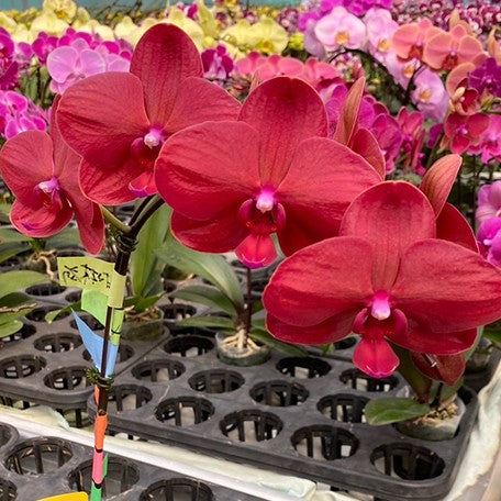 173640768043-Phal.%20Cherry%20Face%20%E8%8A%B12.jpg