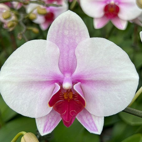 173641439012-Phal.%20Sakura%20Hime%20%E8%8A%B11.jpg