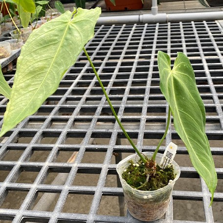 anthurium plants wholesale Anthurium angamarcanum 2.5" – OrchidBox Wholesale