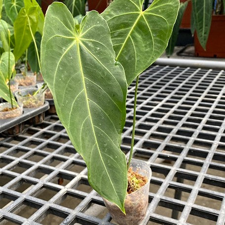 anthurium angamarcanum for sale Anthurium angamarcanum 2.5" – OrchidBox Wholesale