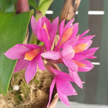 173673413624-Den.%20Hibiki%20(=%20laevifolium%20%C3%97%20bracteosum)%20%E8%8A%B13.jpg