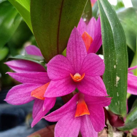173673413670-Den.%20Hibiki%20(=%20laevifolium%20%C3%97%20bracteosum)%20%E8%8A%B11.jpg