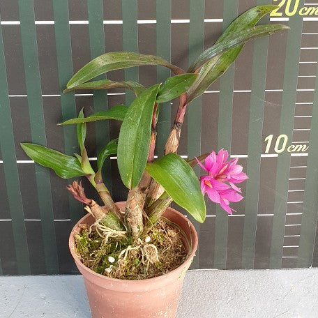 173673413689-Den.%20Hibiki%20(=%20laevifolium%20%C3%97%20bracteosum)%20%E8%8A%B14.jpg
