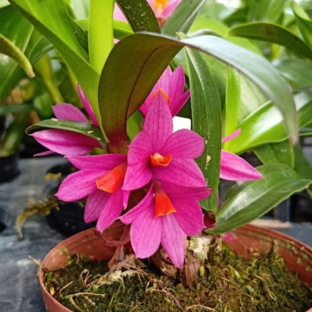 173673413693-Den.%20Hibiki%20(=%20laevifolium%20%C3%97%20bracteosum)%20%E8%8A%B12.jpg