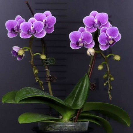 173676145348-Phal.%20Ching%20%20Ann%20Minnie%20%E8%8A%B12.jpg