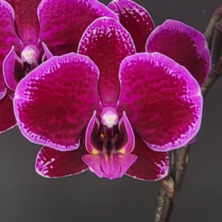 173684761999-Phal.%20Fangmei%20Coral%20%E8%8A%B11.jpg