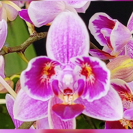 173684799324-Phal.%20Purple%20Princess%20%C3%97%20Chienlung%20Moonlight%20%E8%8A%B11.jpg